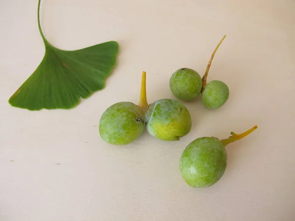 Biji Ginkgo Dengan Biji Kerang Ginkgo Biloba — Stok Foto