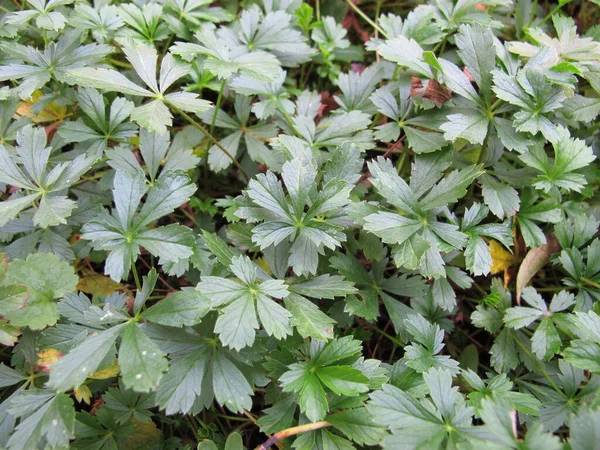Bahar Cinquefoil, Potentilla Neumanniana