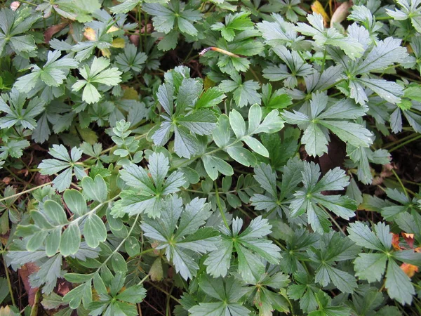 Bahar Cinquefoil, Potentilla Neumanniana