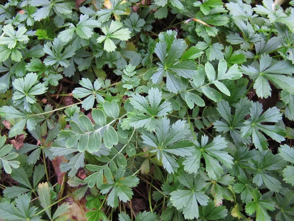 Bahar Cinquefoil, Potentilla Neumanniana