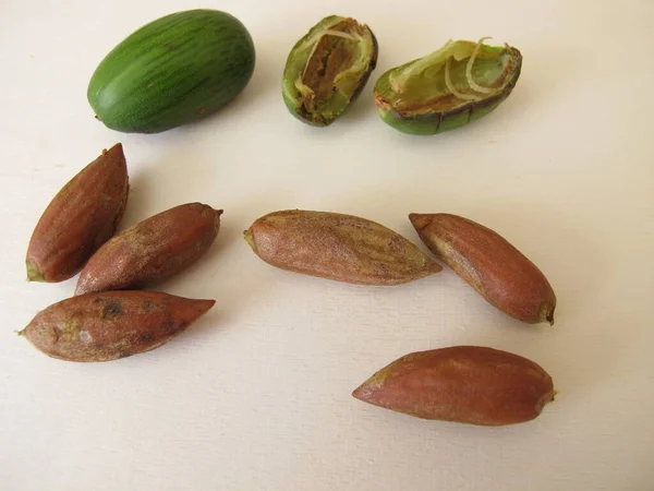 Kacang Dari Torreya Jepang Torreya Nucifera — Stok Foto