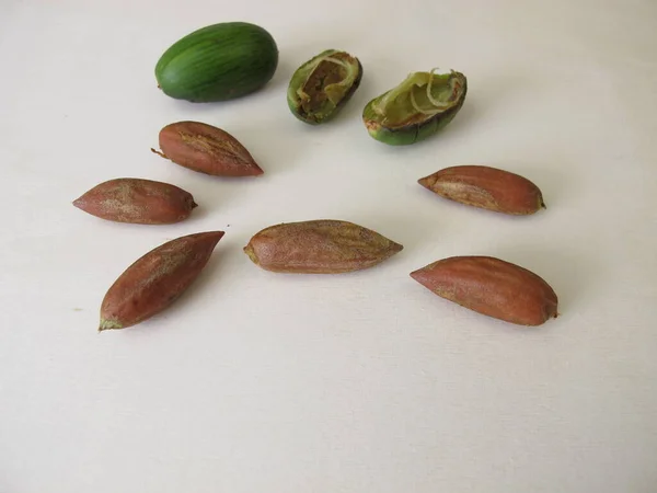 Nuts Japanese Torreya Torreya Nucifera — Stock Photo, Image