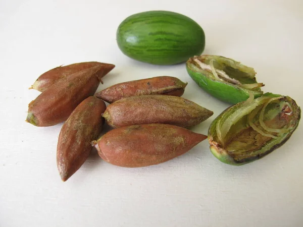 Nuts Japanese Torreya Torreya Nucifera — Stock Photo, Image