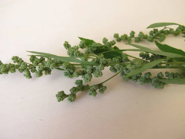 Piede Oca Bianca Con Semi Album Chenopodium — Foto Stock