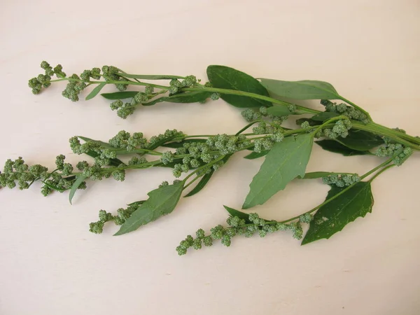 带有种子的白鹅粪 Chenopodium专辑 — 图库照片