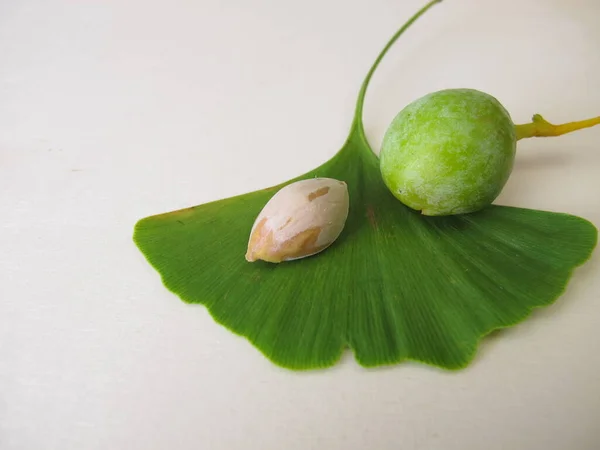 Semi Ginkgo Noci Una Foglia Dell Albero Ginkgo Biloba — Foto Stock