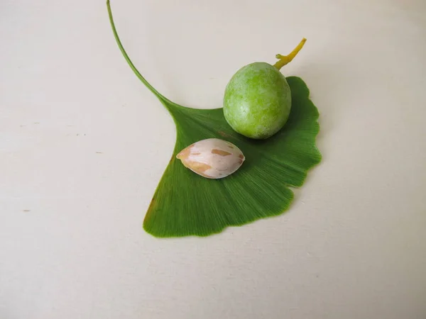 Semi Ginkgo Noci Una Foglia Dell Albero Ginkgo Biloba — Foto Stock