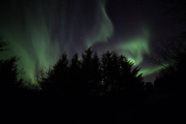 Auroras over pine tree silhouttes