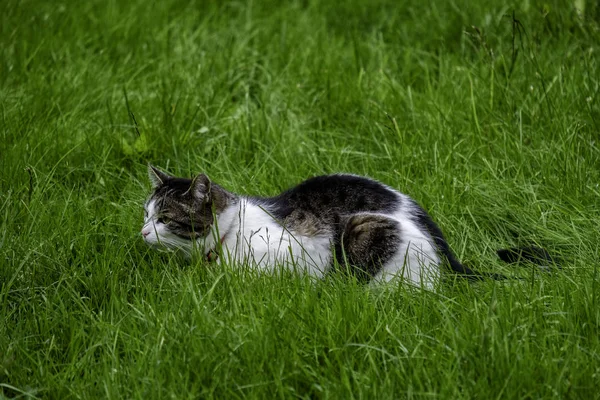 Hauskatzenjagd — Stockfoto