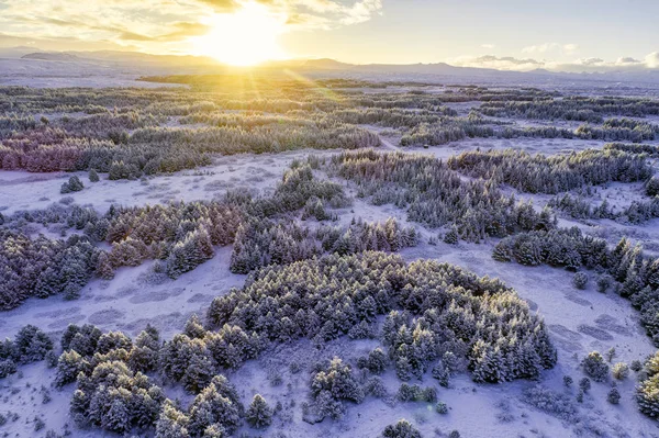 Kış ormanı boyunca gün doğumu — Stok fotoğraf