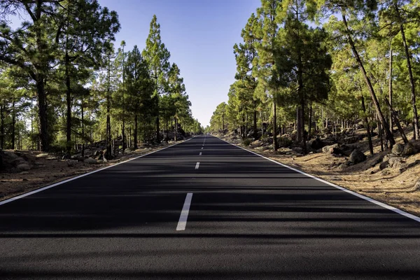 Road and trees — Stock Photo, Image