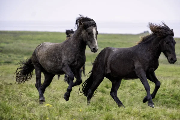 Koşan atlar — Stok fotoğraf