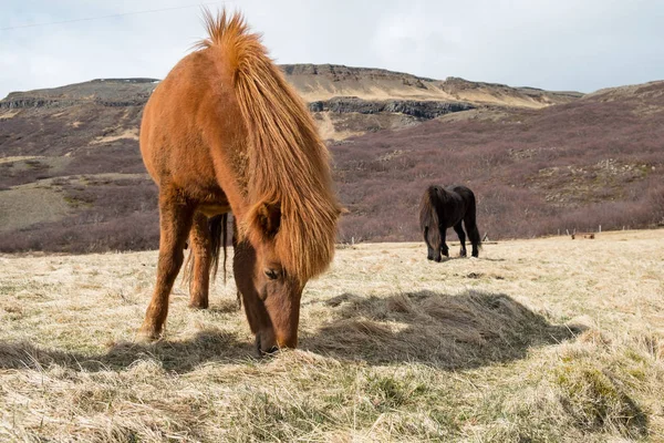 Otlakta iki İzlandalı at — Stok fotoğraf
