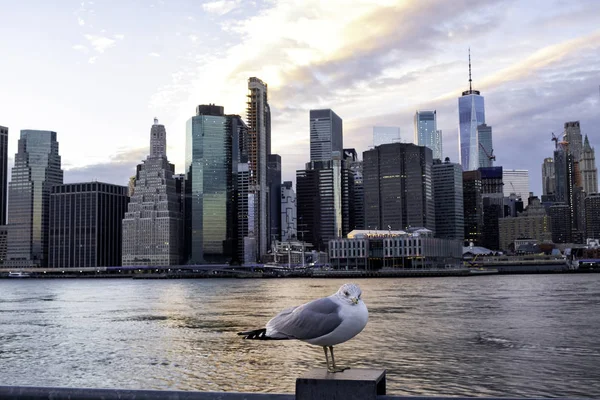 Lower Manhattan e gabbiano — Foto Stock