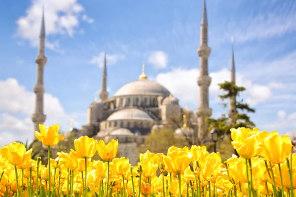 Tulip Festival Torget Sultanahmet Och Blå Moskén Istanbul — Stockfoto