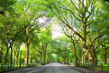 Amerikan Elms Central Park, New York ile alışveriş