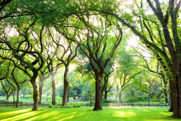 Sunbeams Przez Amerykański Elms Central Park Nowy Jork — Zdjęcie stockowe