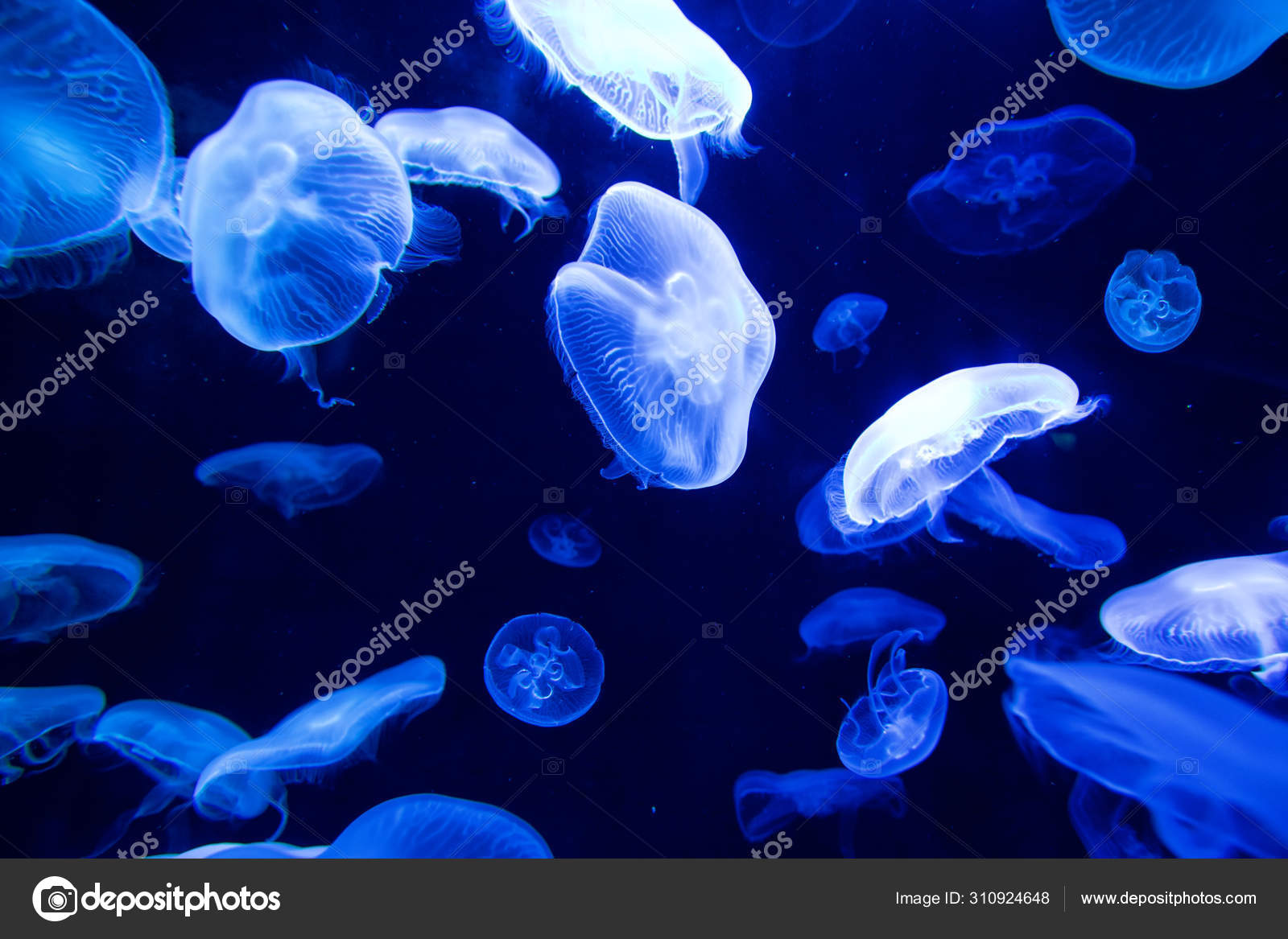 クラゲ写真素材 ロイヤリティフリークラゲ画像 Depositphotos