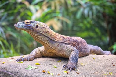 Komodo Ejderi, varanus komodoensis