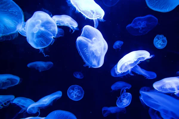 Sea Moon jellyfish — Stock Photo, Image