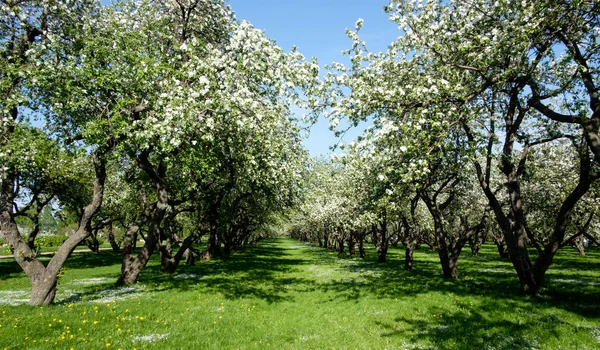 Blommande Äppelträd Våren Trädgård Med Blommande Äppelträd — Stockfoto