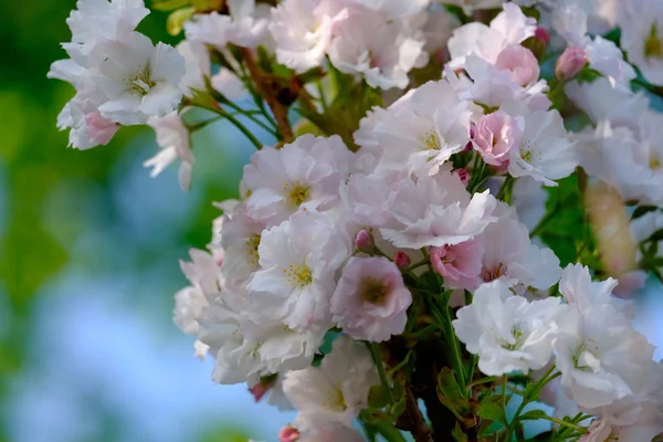 Beautiful Flowers Almonds Blurred Background Bokeh — Stock Photo, Image