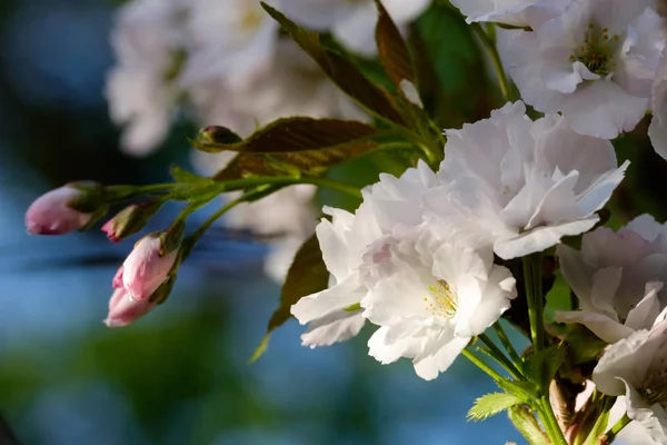 Beautiful Flowers Almonds Blurred Background Boke — Stock Photo, Image