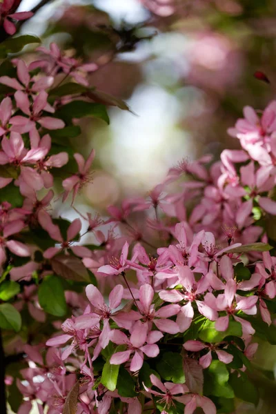 美丽的粉红色花装饰苹果树密切联系散景 — 图库照片
