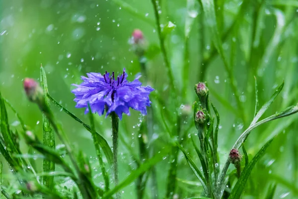 Flower Cornflowers Rain Blurred Background — Stock Photo, Image