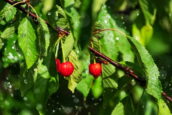 Ripe cherry on a branch in the rain
