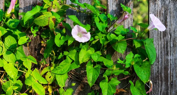 Kwiaty Convolvulus Płocie — Zdjęcie stockowe