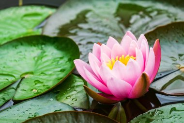 Su yakın çekim güzel pembe nenuphar