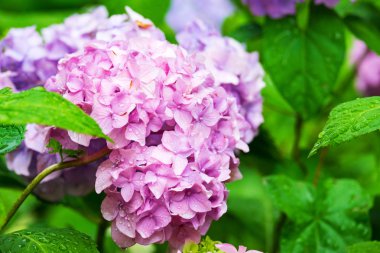 Pembe ortanca çiçek ve yeşil yaprakları ile yağmur damlaları