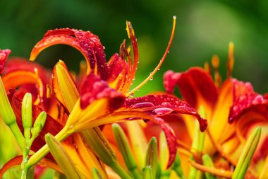 Yağmur damlaları bulanık bir arka plan üzerinde kırmızı sarı Lily'yle güzel