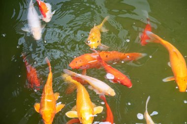 Güzel Koi balık fotoğraf 