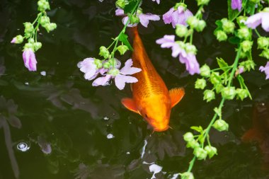 Güzel Koi balık fotoğraf 