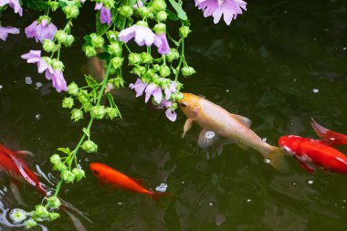 Güzel Koi balık fotoğraf 