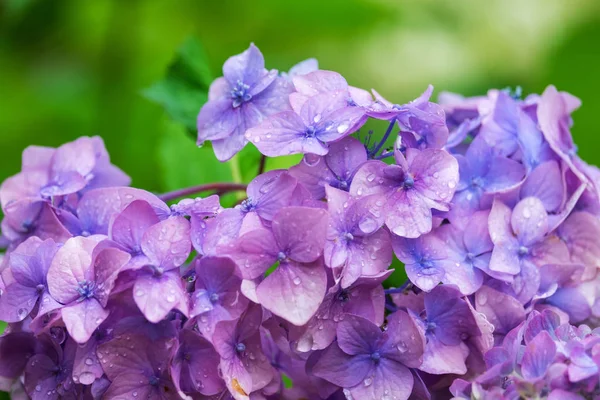 Фиолетовые Цветы Гортензии Капельками Дождя Размытом Фоне — стоковое фото