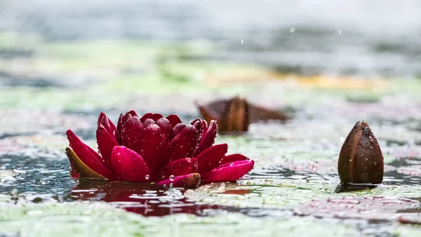 Nenuphar Vermelho Bonito Com Gotas Chuva Água — Fotografia de Stock