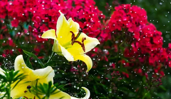 Большие Желтые Лилии Капли Дождя Размытом Фоне — стоковое фото