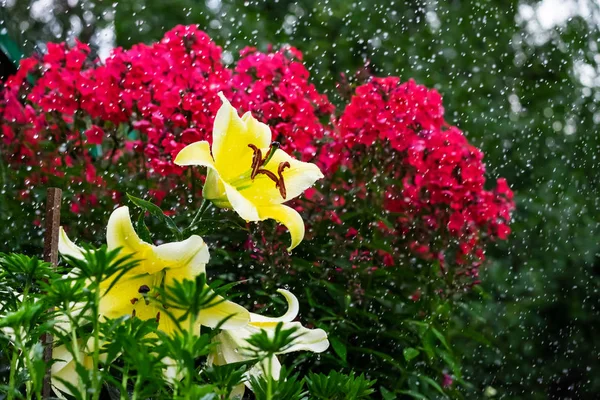 Große Gelbe Lilie Und Regentropfen Auf Verschwommenem Hintergrund — Stockfoto