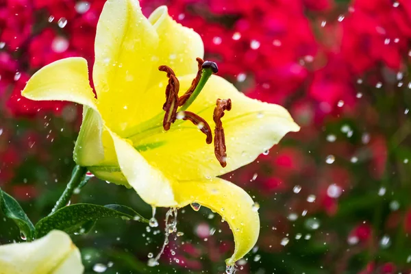 Lírio Amarelo Grande Gotas Chuva Fundo Desfocado — Fotografia de Stock