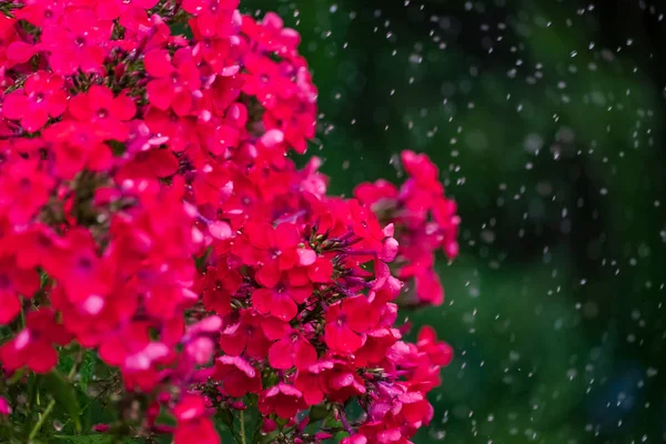 Rote Phloxe Und Regentropfen Auf Grünem Hintergrund — Stockfoto
