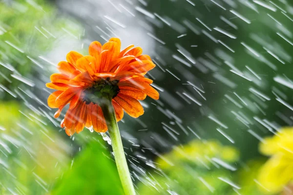 Цветы Капли Дождя Размытом Фоне — стоковое фото