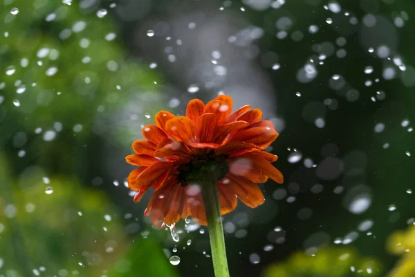 Blume Und Regentropfen Auf Verschwommenem Hintergrund — Stockfoto