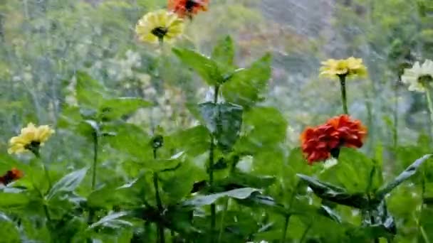 Квітка Під Дощем — стокове відео