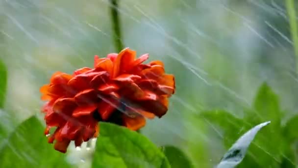 在雨中开花 — 图库视频影像