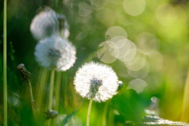 Karahindiba tesisi yakın çekim ile arka plan bulanık