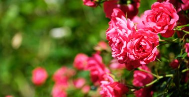 Arka plan bulanık güzel fotoğraf blooming gül bush
