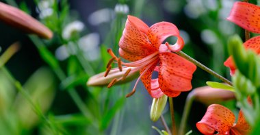 Arka plan bulanık güzel lily yakın çekim